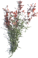 Agastache, Sunset or Rootbeer Hyssop