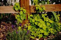 Hops, Golden