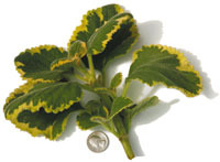 Cuban Oregano, Marble Ruffles