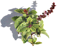 Basil, African Blue, Variegated