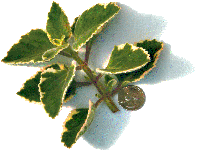 Cuban Oregano, Variegated
