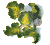 Cuban Oregano, Golden Ruffle